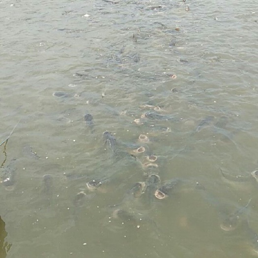 洪湖市 草鱼批发