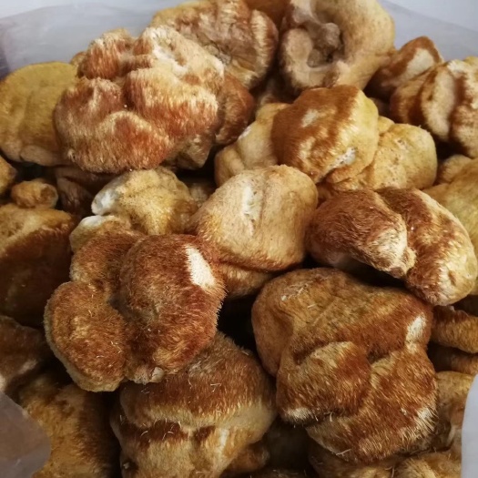 桦甸市 东北猴头菇  半斤一袋