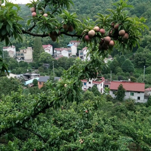 嵊州市 江南名果__桃形李，外形像桃，实则是李