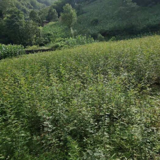 安康大红袍花椒苗 花椒树苗