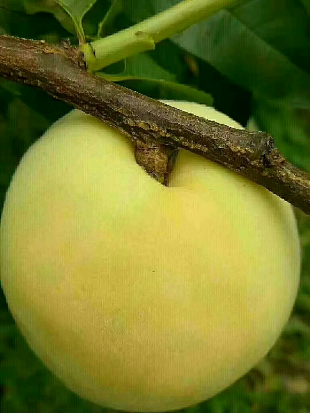  这个夏天我最想吃的炎陵黄桃