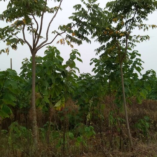 都昌县 大量供应2-4公分栾树
