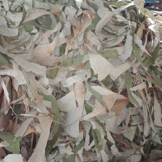 鱼台县荷叶边角料来自微屮湖纯，无公害，绿色环保
