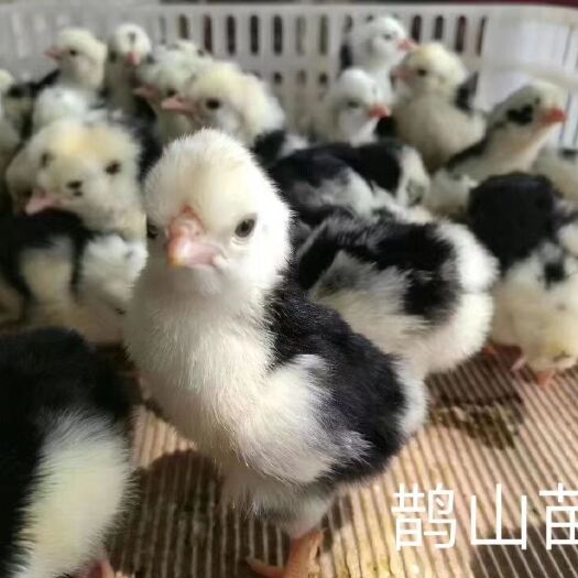 衡阳土鸡苗 厂家直销鹊山混苗