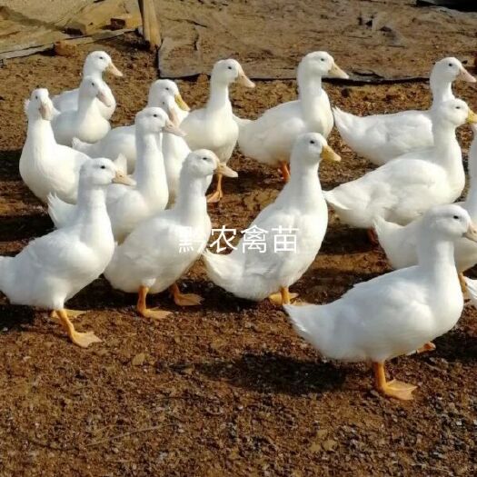 遵义白鸭苗
