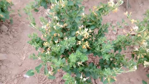 巨鹿县福星434  四季金银花树小苗