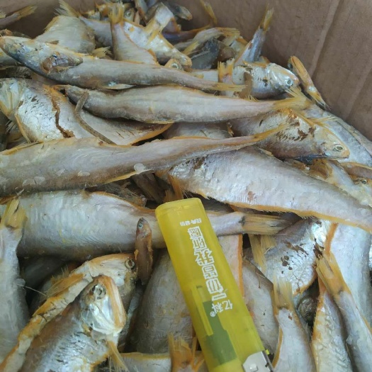 海鲫鱼 毛口鱼  毛扣鱼