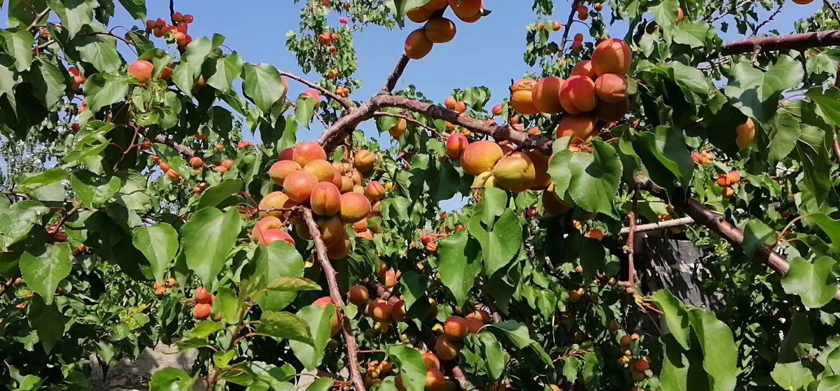  新疆小紅杏 糖份最高的杏子 不怕甜的來