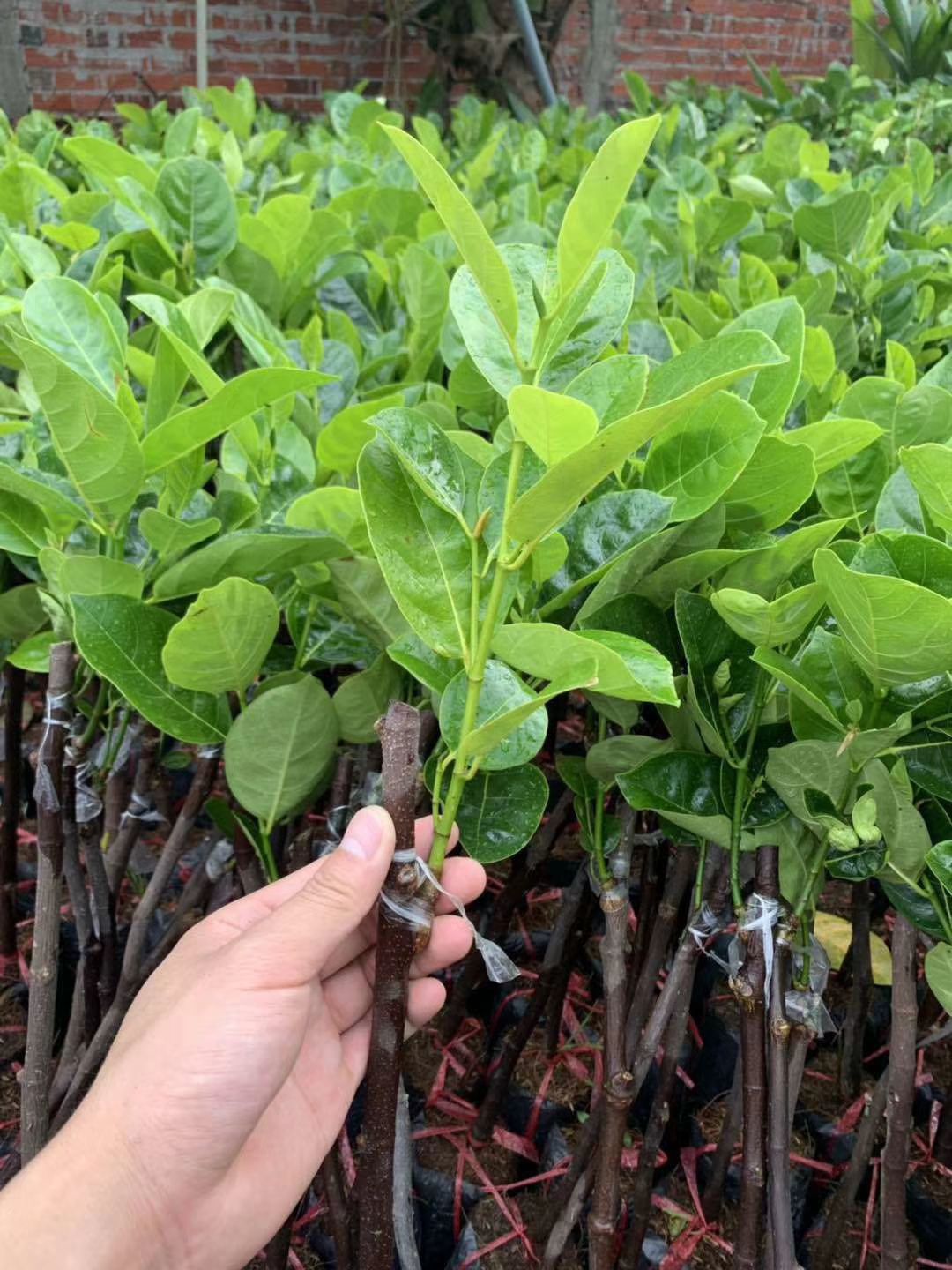 红肉菠萝蜜苗  泰国红肉菠萝蜜八号 十二号嫁接苗 带营养杯发货