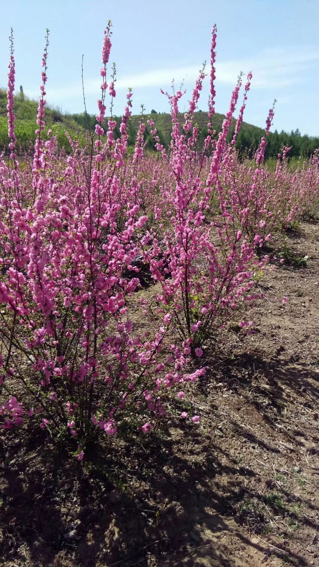 开原市美城苗圃花楸树价格 百花花楸 欧洲花楸