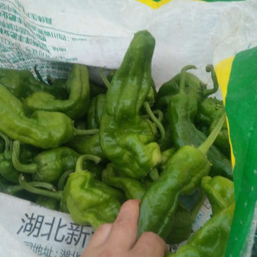 丰县 精品薄皮辣椒
