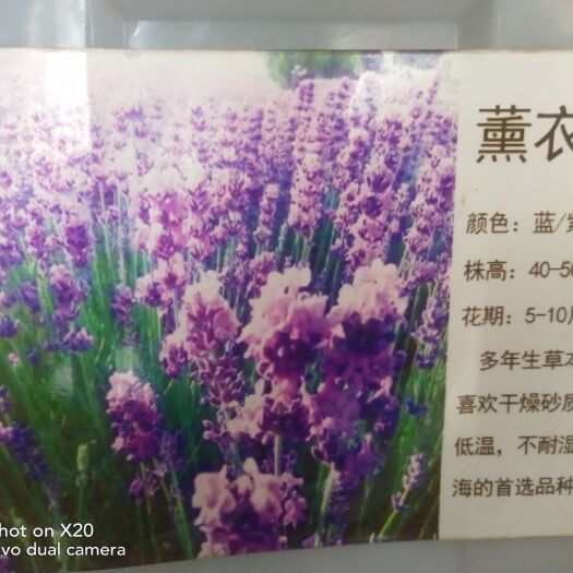 常州 薰衣草种子！蓝！紫！粉！混色