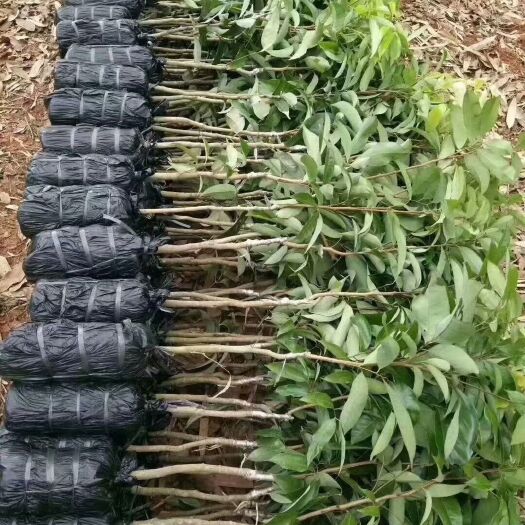 灵山县妃子笑荔枝苗