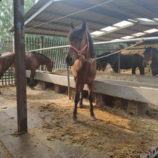 郓城县 伊犁马  骏马  骑乘马  拉车马  温顺 乖巧