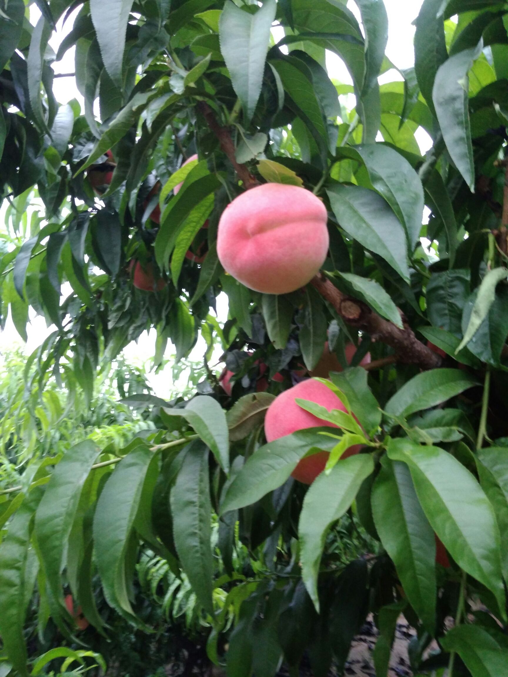 日本大红桃 河南卫辉现货大量供应无公害仙桃，价格优惠，个大全红，耐运输。