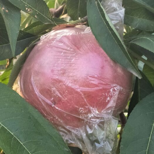 兴平市阿富白桃 水蜜桃
