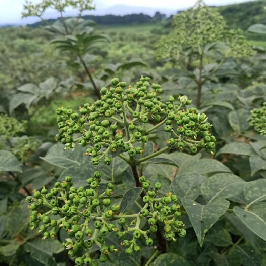 富川县吴茱萸