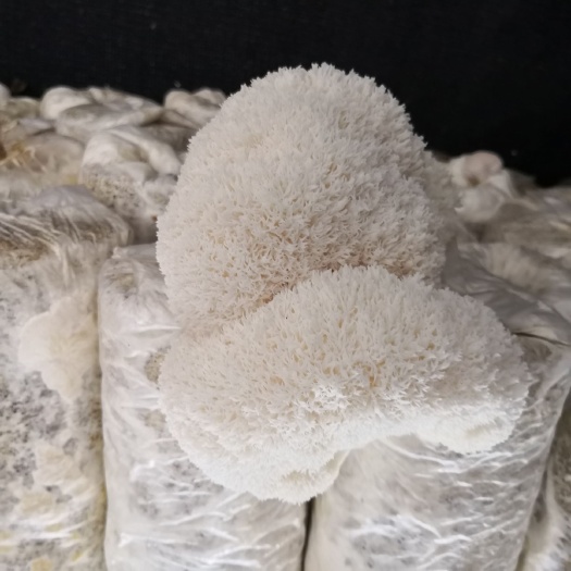 五大连池 大量鲜猴头菇
