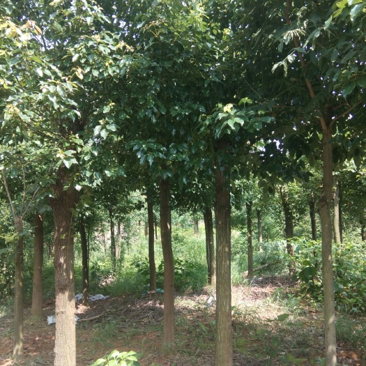 九江 香樟杀头帽，3年