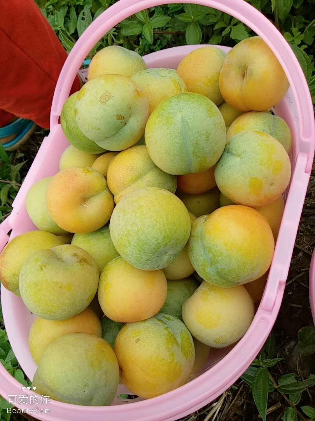 蜂糖李树苗 果实脆甜色泽漂亮，根糸好，易管理。