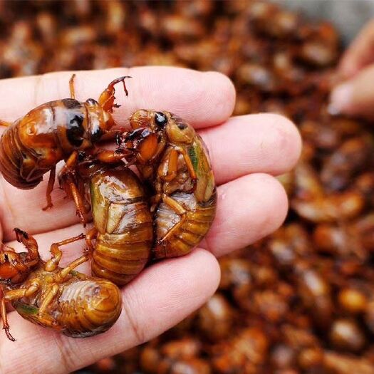辛集市 鲜活金蝉