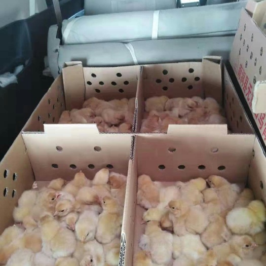 玉林三黄鸡苗 公
