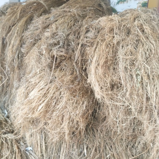 阳新县苎麻