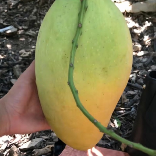 灵山县金煌芒果苗  嫁接正品，1年苗地径1到1.3公分大，有营养杯
