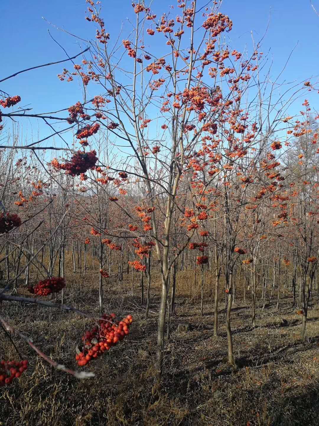 开原市美城苗圃花楸树价格 百花花楸 欧洲花楸