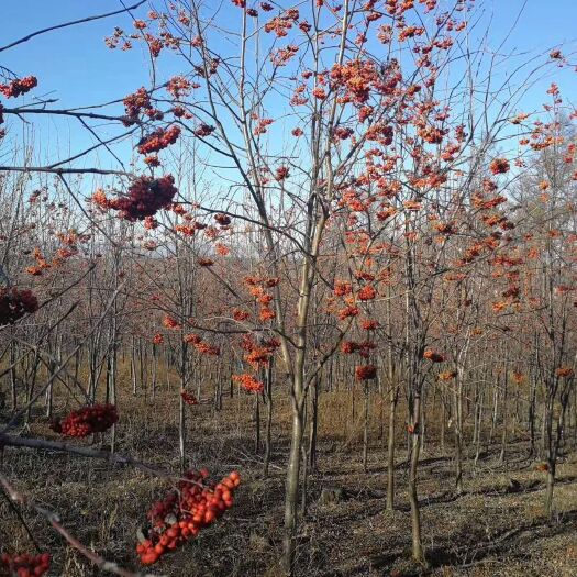 开原市美城苗圃花楸树价格 百花花楸 欧洲花楸
