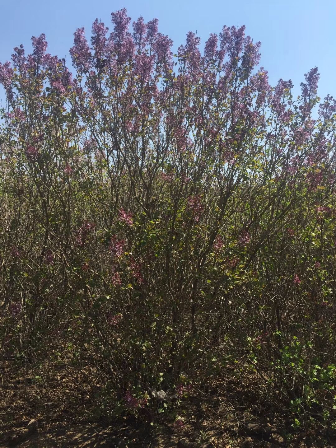 开原市美城苗圃花楸树价格 百花花楸 欧洲花楸