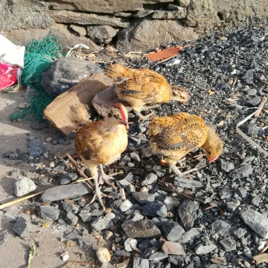 竹山县土鸡苗 青脚土鸡纯公苗