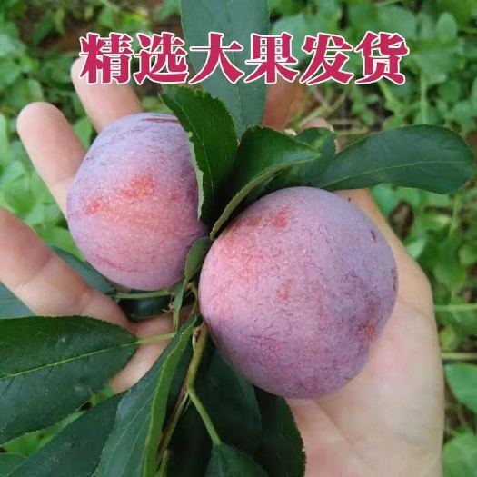 武平县 一级芙蓉李