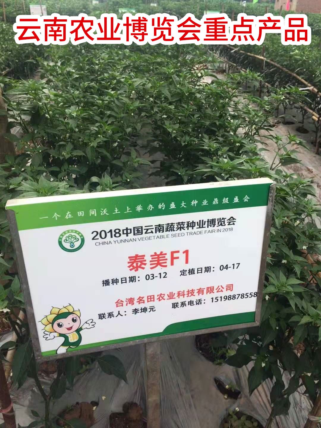 朝天椒种子  泰美高辣，早中熟，辣椒种子，小米辣种子