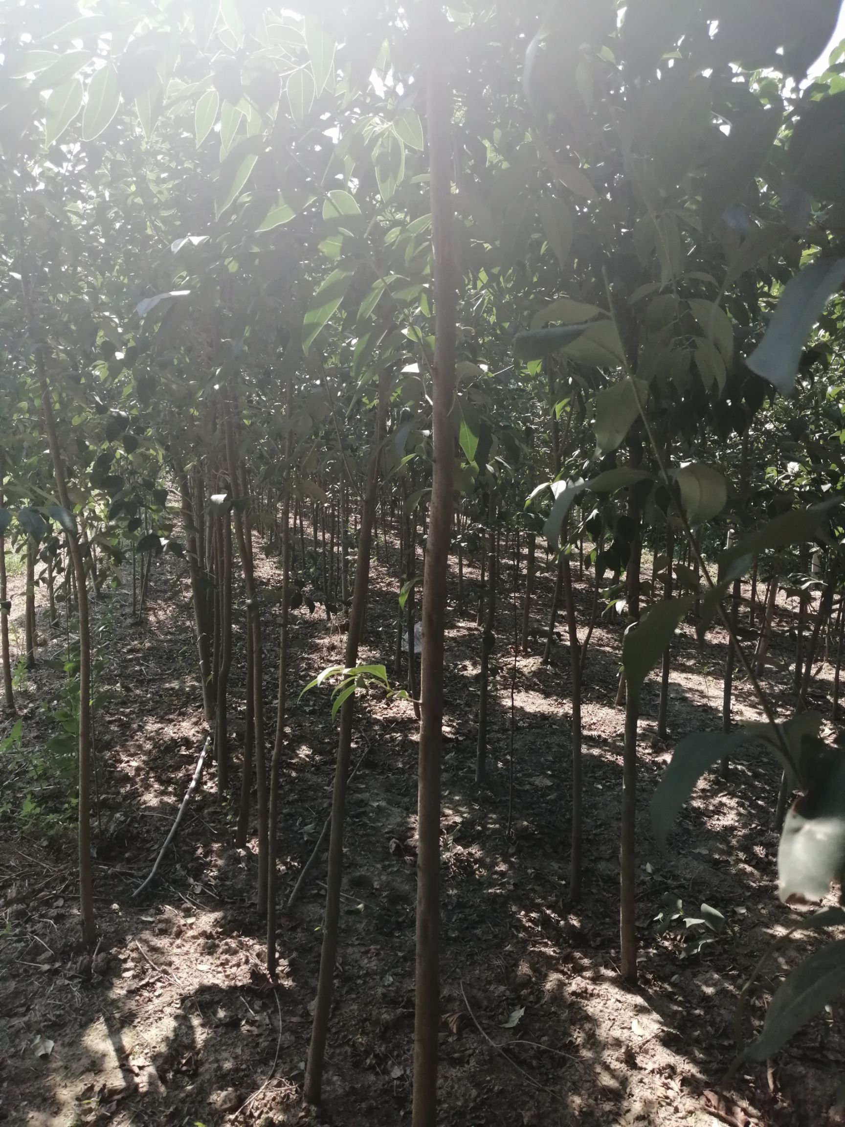  大叶女贞，胸径2~3公分干直2米以上，有需联系。