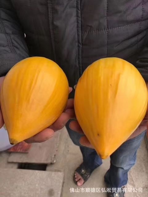 北海蛋黄果苗 供应辉堂仙桃，越南蛋黄果。嫁接苗，径三至五分，高两米以上