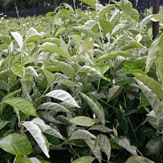 芒市改良后的德甜二号羊奶果苗粗壮靓丽，根系很好易成活，
