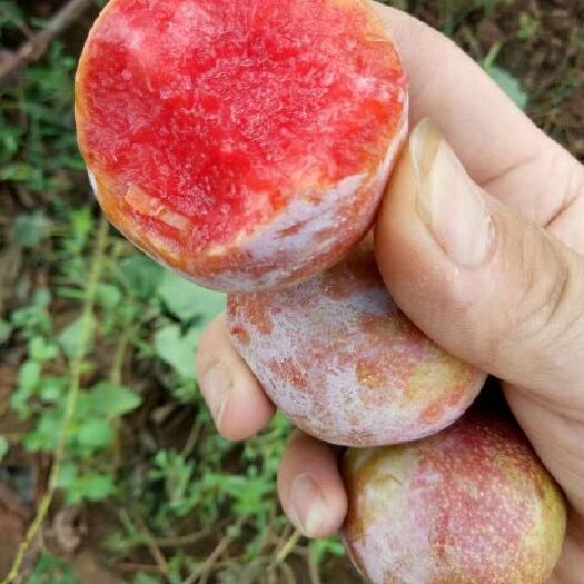 宜城市红布林  品种多质量好，量大