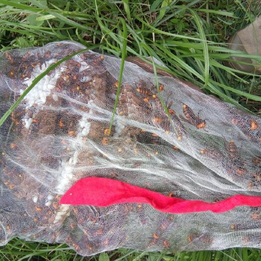 绍兴 马蜂，泡酒蜂，蜂蛹