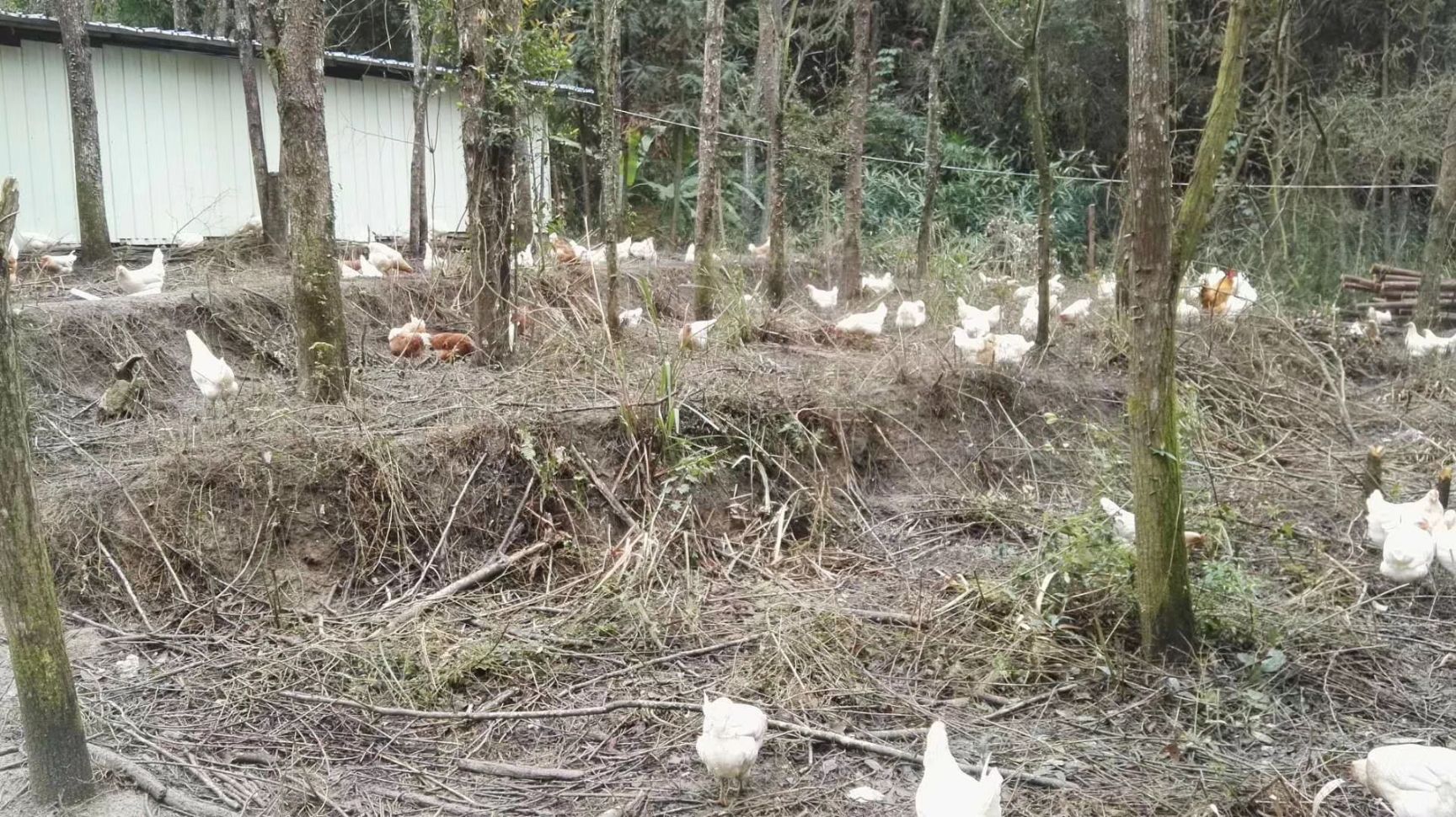  山上散养土鸡，喝山泉水，五谷杂粮自由采食，