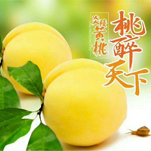 炎陵县 这个夏天我最想吃的炎陵黄桃