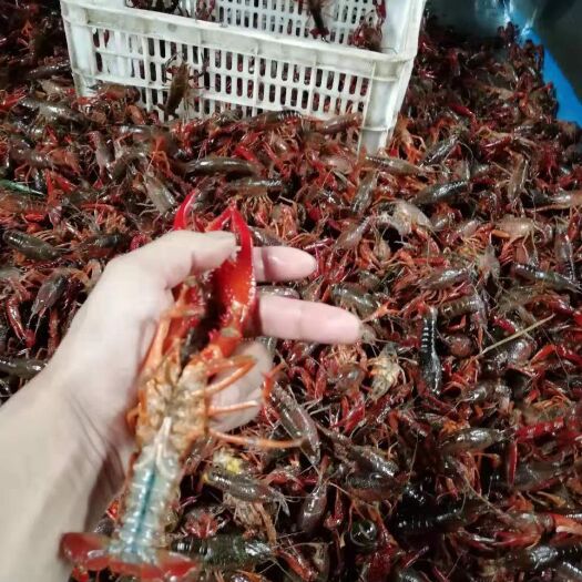潜江市潜江小龙虾 湖北潜江小龙