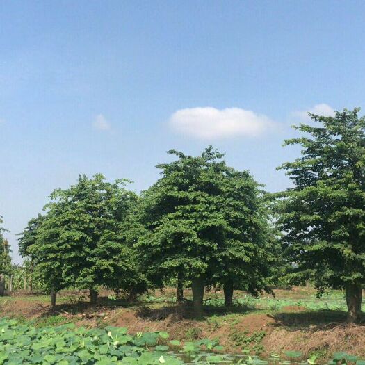 博罗县大腹木棉 出售精品大福40一70分数量5000棵高6至12米