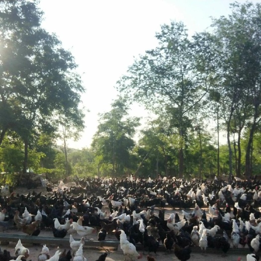 易县 绿壳柴鸡蛋 土鸡蛋 大公鸡 老母鸡散养