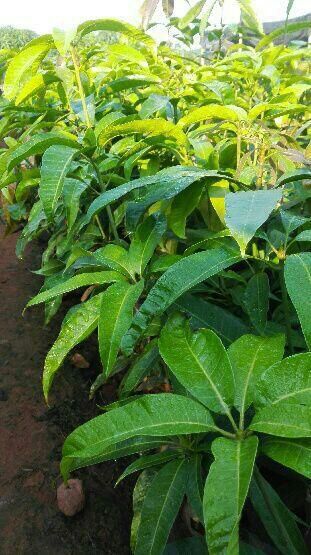 灵山县 澳芒果苗