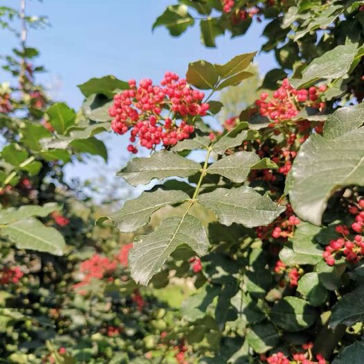 陇南 甘肃武都   无刺嫁接改良大红袍花椒苗伏椒提供种植技术