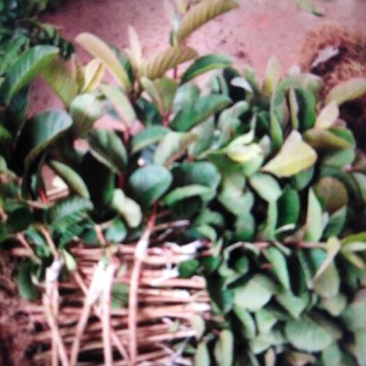 漳州珍珠番石榴苗