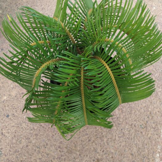 平邑县 美洲铁 羊角铁树(虎头铁)