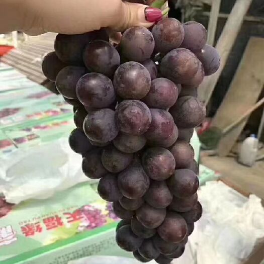 昆山市 天然巨峰葡萄甜的很呀
