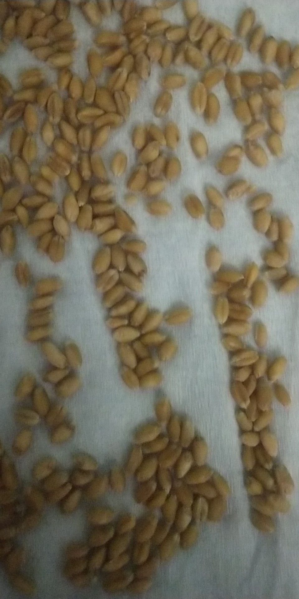 泗县 小麦  混合小麦